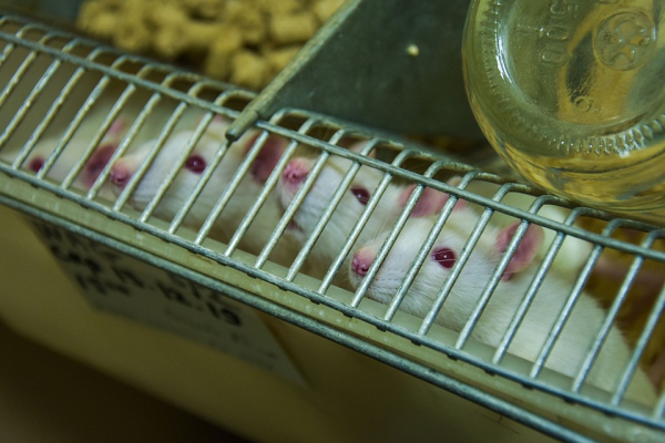 Ученые с помощью крыс хотят избавить мир от злости