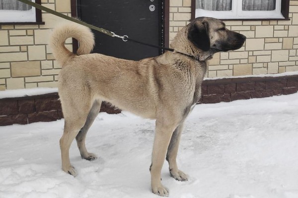 «Это что? Такая охота?»: неизвестный на снегоходе расстрелял редких овчарок «Это что? Такая охота?»: неизвестный на снегоходе расстрелял редких овчарок