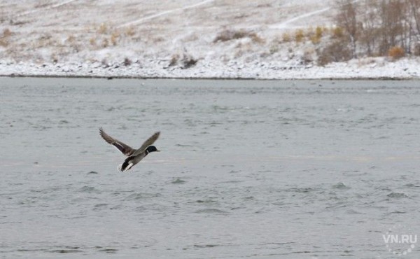Законность аренды берегов Бердского залива проверит прокуратура