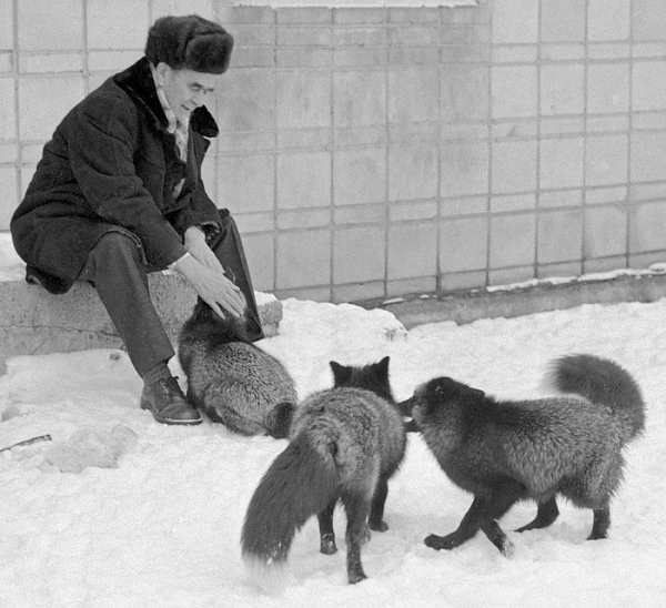 Истерика вокруг домашних лис: американцы хотели высмеять сибирских ученых, но сами опростоволосились