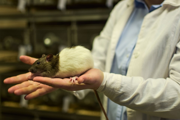 Ученые с помощью крыс хотят избавить мир от злости