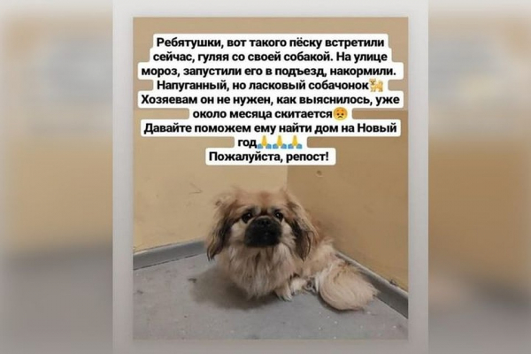 &laquo;Это просто ужас какой-то!&raquo;: зоозащитники отобрали у сибирячки пекинеса, пристроили в добрые руки, а потом потеряли на прогулке