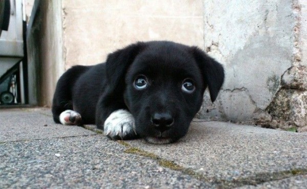 Надругательство над щенком Шанти может обернуться штрафом вместо реального срока Надругательство над щенком Шанти может обернуться штрафом вместо реального срока