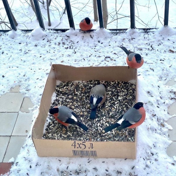 Новосибирец превратил свой балкон в большую кормушку для снегирей