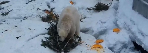 Белые медведи разодрали новогоднюю ёлку в Новосибирском зоопарке Белые медведи разодрали новогоднюю ёлку в Новосибирском зоопарке