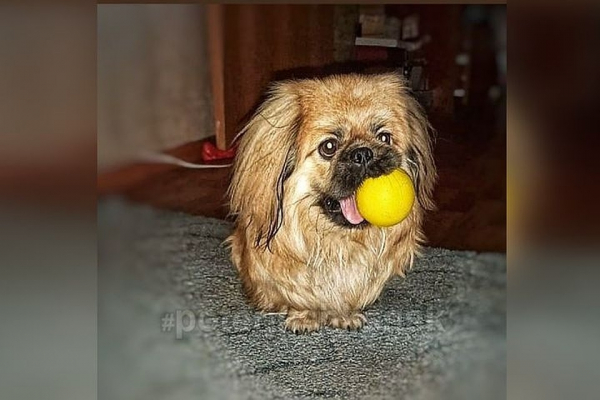 &laquo;Это просто ужас какой-то!&raquo;: зоозащитники отобрали у сибирячки пекинеса, пристроили в добрые руки, а потом потеряли на прогулке