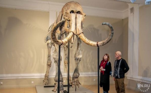 Мамонтихе Матильде приобрели друга