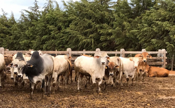 Чистота в деревнях Бразилии поразила фермера из Довольного Чистота в деревнях Бразилии поразила фермера из Довольного