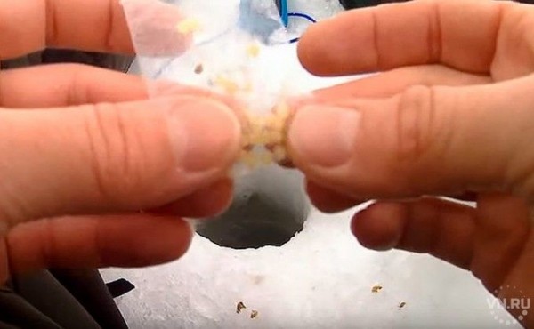 На презервативы ловят рыбу в Сузуне