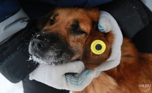 1200 бездомных собак выпустят на улицы Новосибирска 1200 бездомных собак выпустят на улицы Новосибирска