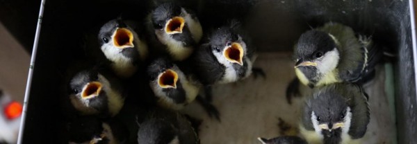 Новосибирские школьники сдают макулатуру и&nbsp;покупают корм для птиц