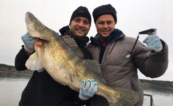 Судак исчезает из Обского моря &ndash; три причины