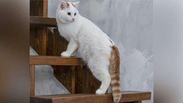 Беззубому коту ищут новый дом в Новосибирске