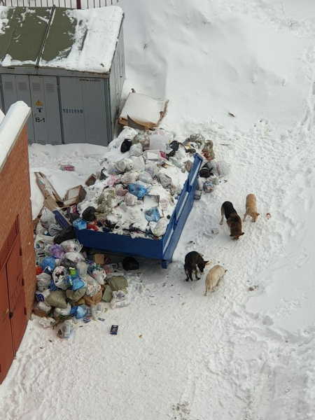 Виновата зима и праздники: перевозчики мусора объяснили, почему дворы Новосибирска превратились в свалку