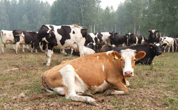 Горькая правда о молоке &ndash; почему оно перестало прокисать