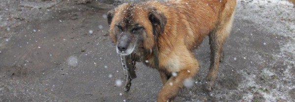 Собачий паспорт: всех бездомных псов в Новосибирске прочипируют Собачий паспорт: всех бездомных псов в Новосибирске прочипируют