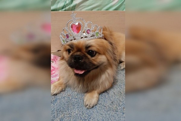 &laquo;Это просто ужас какой-то!&raquo;: зоозащитники отобрали у сибирячки пекинеса, пристроили в добрые руки, а потом потеряли на прогулке