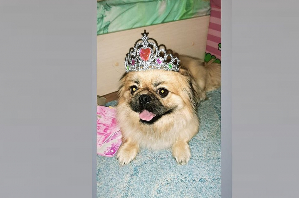 &laquo;Это просто ужас какой-то!&raquo;: зоозащитники отобрали у сибирячки пекинеса, пристроили в добрые руки, а потом потеряли на прогулке