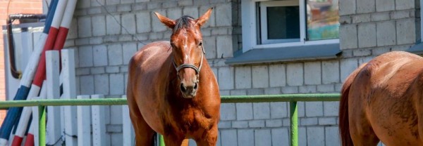 Новосибирский конный клуб уличили в&nbsp;самозахвате земли спустя полвека