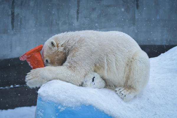 Любовно вгрызались друг в друга: белые медведи устроили игры под снегопадом