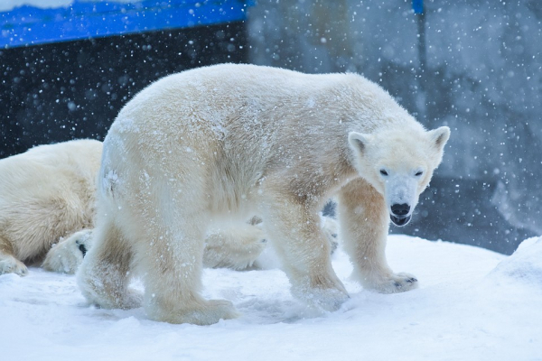 Любовно вгрызались друг в друга: белые медведи устроили игры под снегопадом