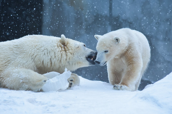 Любовно вгрызались друг в друга: белые медведи устроили игры под снегопадом