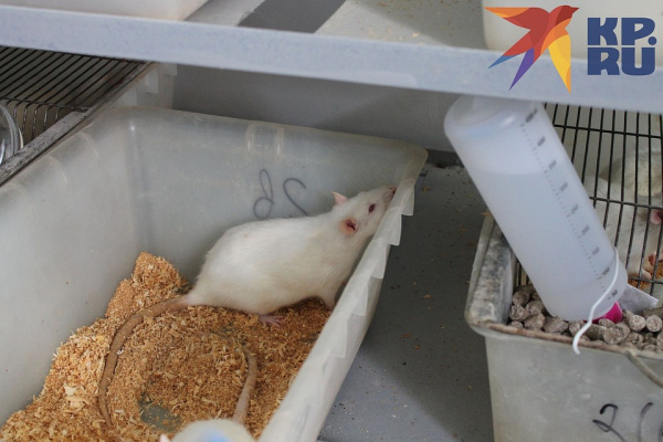 «Круглые сутки в лаборатории»: как работают ученые, которые победили Эболу, над вакциной против коронавируса «Круглые сутки в лаборатории»: как работают ученые, которые победили Эболу, над вакциной против коронавируса