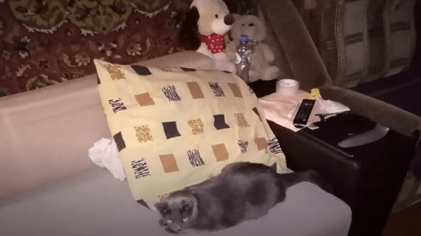 &laquo;Гуляет сам по себе&raquo;: диван новосибирца занял чужой кот