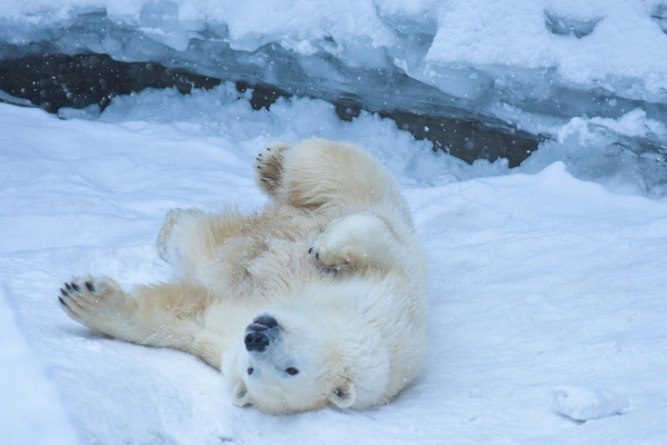 Любовно вгрызались друг в друга: белые медведи устроили игры под снегопадом