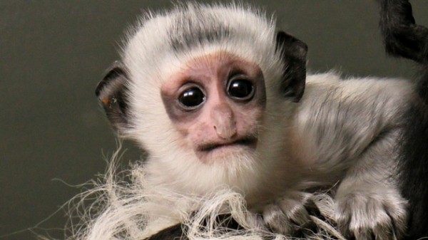 В Новосибирском зоопарке родилась прелестная обезьянка В Новосибирском зоопарке родилась прелестная обезьянка