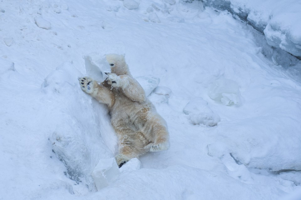 Любовно вгрызались друг в друга: белые медведи устроили игры под снегопадом