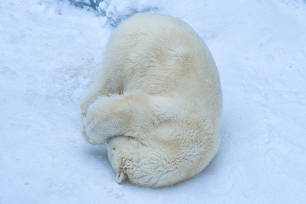Любовно вгрызались друг в друга: белые медведи устроили игры под снегопадом