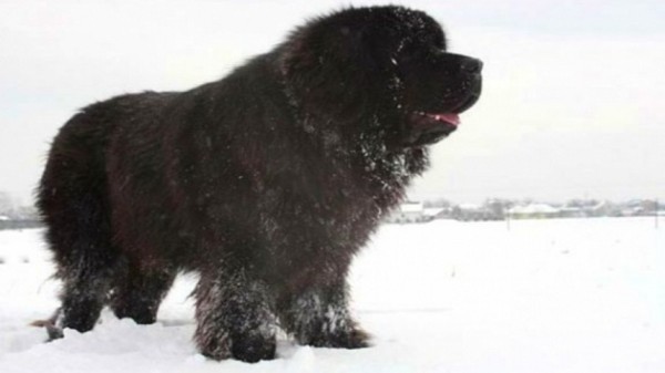 Неравнодушные новосибирцы призывают спасти собаку с острова Саранок