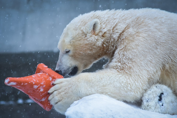 Любовно вгрызались друг в друга: белые медведи устроили игры под снегопадом