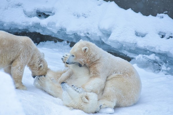Любовно вгрызались друг в друга: белые медведи устроили игры под снегопадом