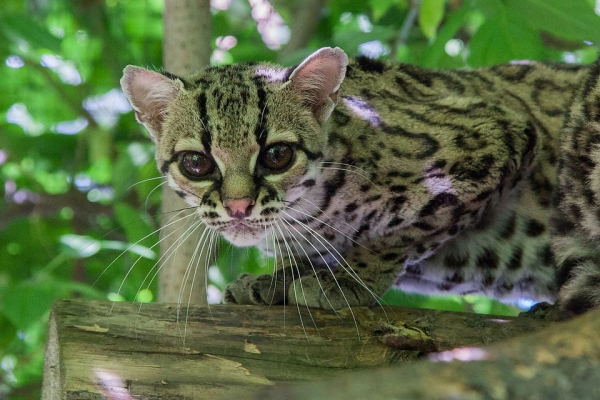 Маленький и пугливый: у редких кошек в новосибирском зоопарке родился малыш