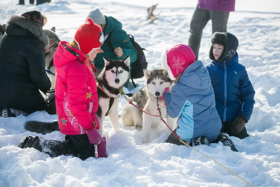 Рекордное количество иглу построили на берегу Обского моря новосибирцы