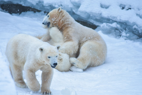 Любовно вгрызались друг в друга: белые медведи устроили игры под снегопадом