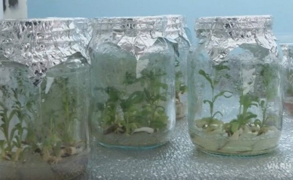 Без земли выращивают редкие растения в Ботсаду Академгородка