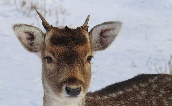 Трех косуль застрелили браконьеры под Новосибирском
