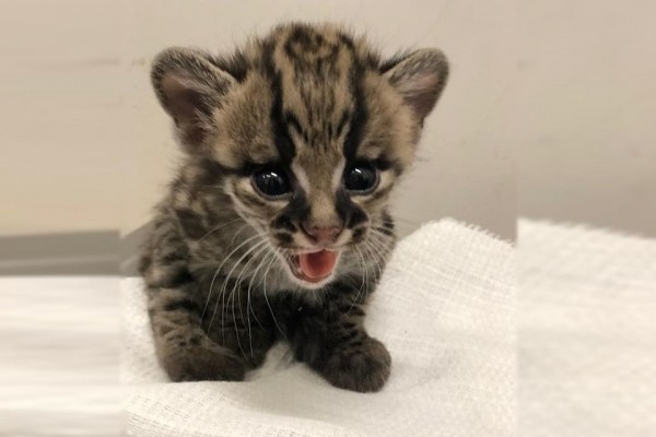 Маленький и пугливый: у редких кошек в новосибирском зоопарке родился малыш