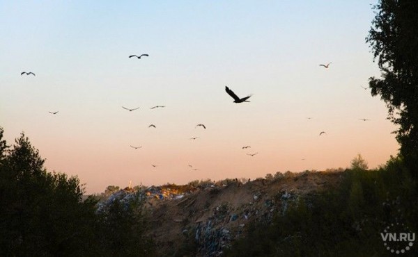 Мусорные свалки ликвидируют в Чанах и Барабинске Мусорные свалки ликвидируют в Чанах и Барабинске