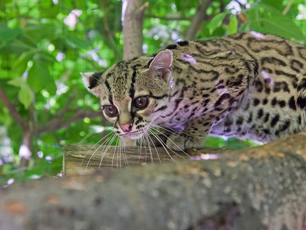 Маленький и пугливый: у редких кошек в новосибирском зоопарке родился малыш
