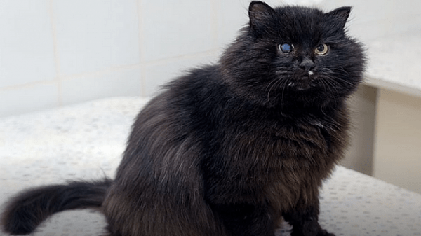 В Новосибирске ищут новых хозяев толстому коту после смерти хозяйки