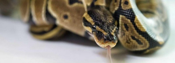 Новосибирских гадов изолировали от&nbsp;людей из-за коронавируса