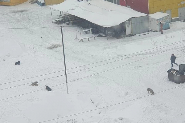 «Вцепилась сзади, стала кусать»: бродячая собака набросилась на школьницу в Новосибирске «Вцепилась сзади, стала кусать»: бродячая собака набросилась на школьницу в Новосибирске