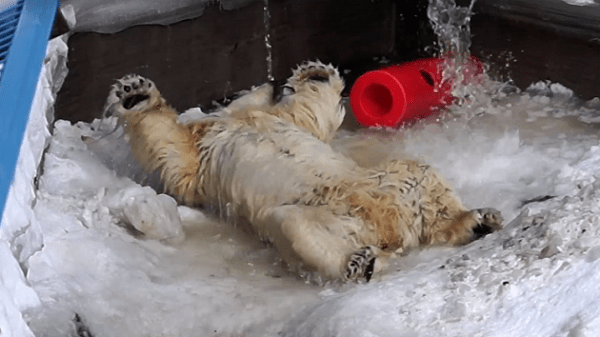 Белым медведям начали заполнять бассейны в Новосибирском зоопарке Белым медведям начали заполнять бассейны в Новосибирском зоопарке