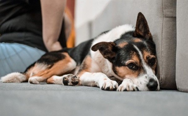 Песокафе просит о помощи питомцам на время карантина в Новосибирске Песокафе просит о помощи питомцам на время карантина в Новосибирске