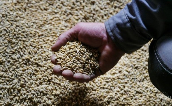 Как обманывают селян продавцы зерна в Колбасе Как обманывают селян продавцы зерна в Колбасе