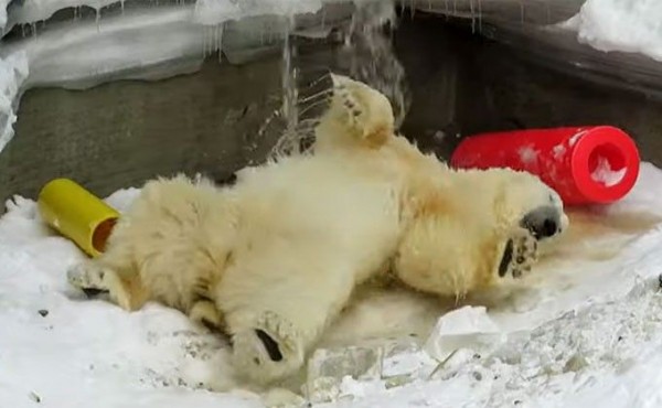 Белый медведь Кай обрадовался включению воды в вольере